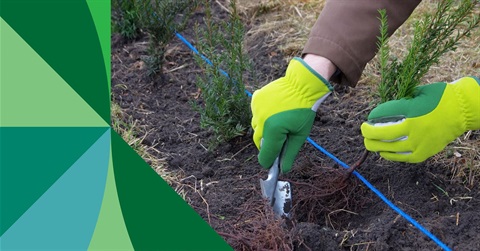 1656 Ouyen Tree Planting Day 2025 - Event tile - LR.jpg